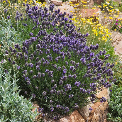 lavender a perennial plant Wee One Dwarf English Lavender, Lavandula angustifolia