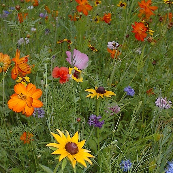 west coast seeds wildflowers West Wildflower Seed Mix