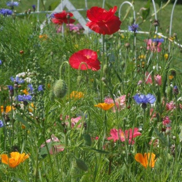 wildflower grass seed mix West Wildflower Seed Mix