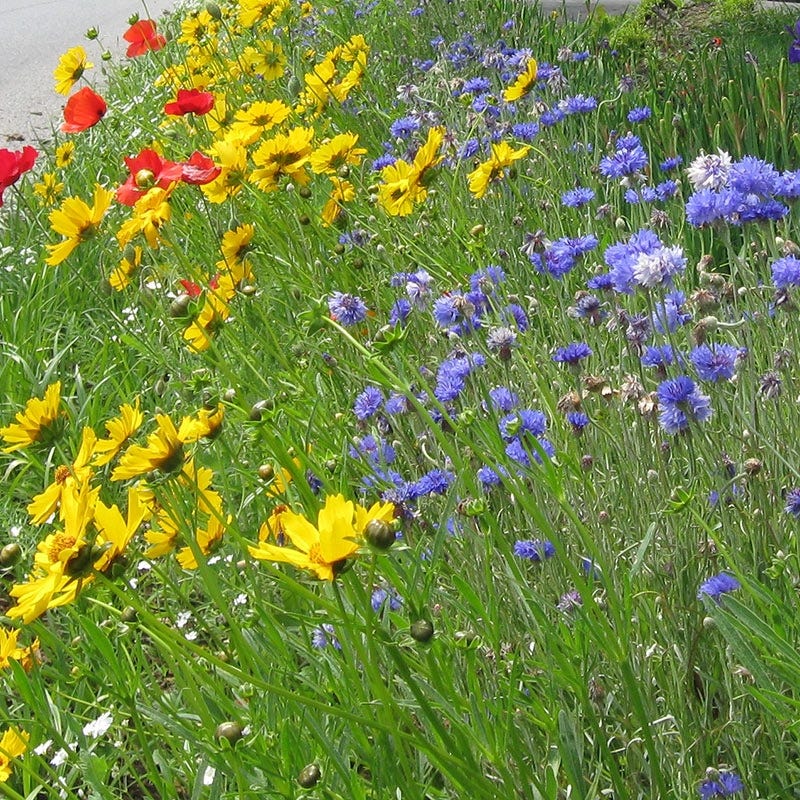 West Wildflower Seed Mix
