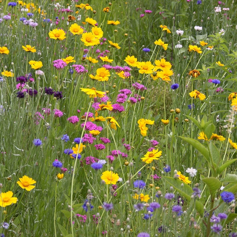mid atlantic wildflower seed mix West Wildflower Seed Mix
