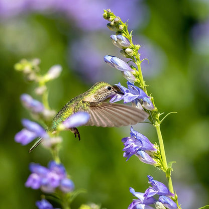 Western Hummingbird Wildflower Seed Mix