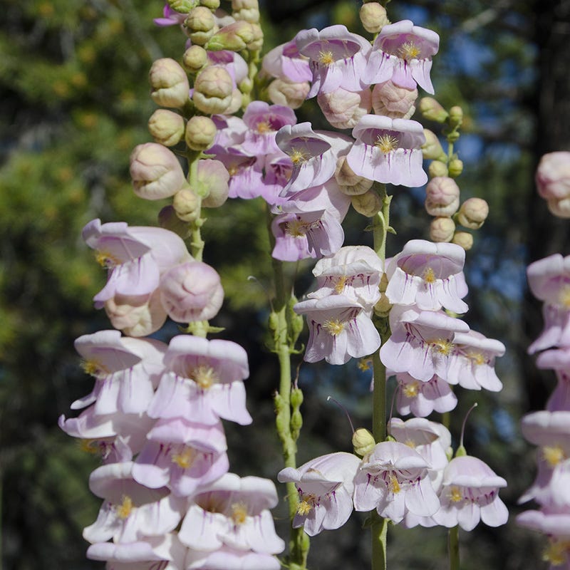 american seed hummingbird wildflower blend Western Hummingbird Wildflower Seed Mix