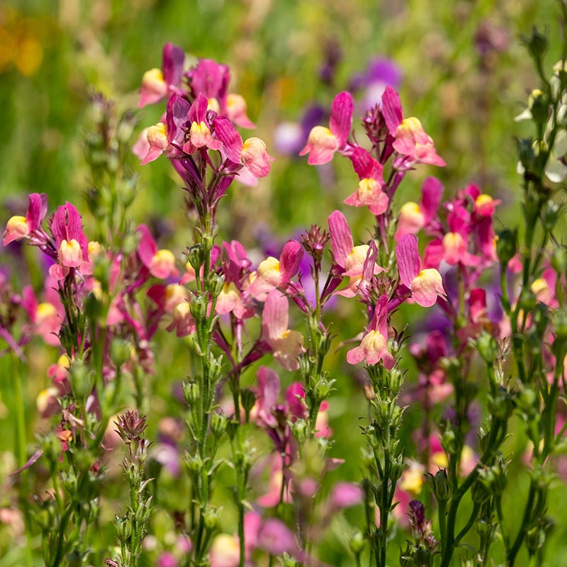 Western Hummingbird Wildflower Seed Mix