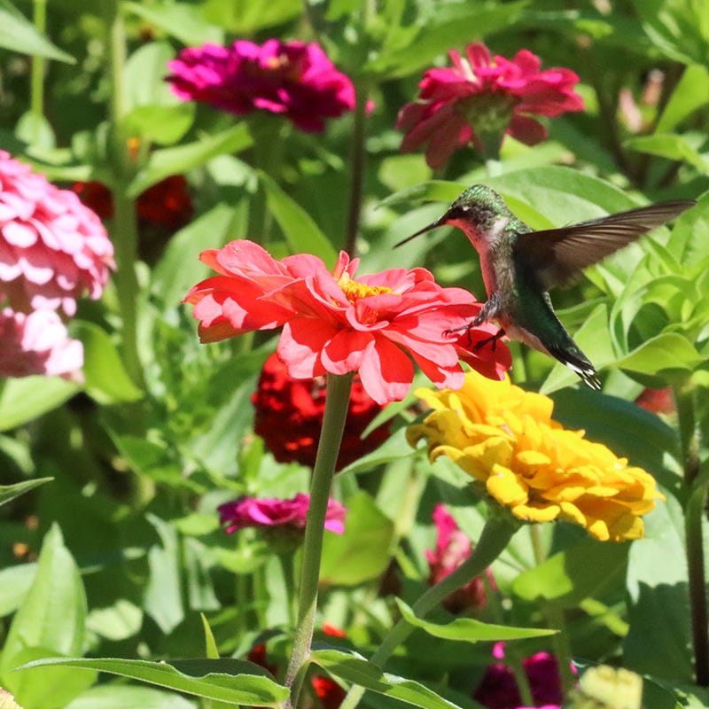 Western Hummingbird Wildflower Seed Mix