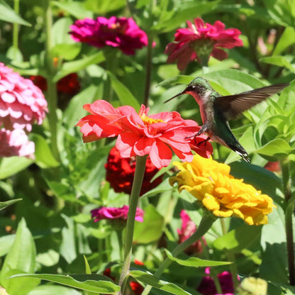 Western Hummingbird Wildflower Seed Mix