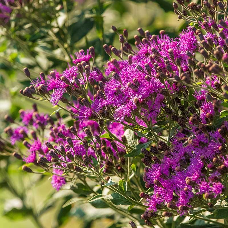 Western Ironweed (Vernonia)