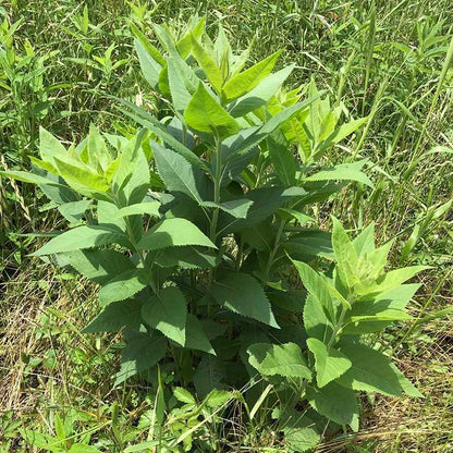Western Ironweed (Vernonia)