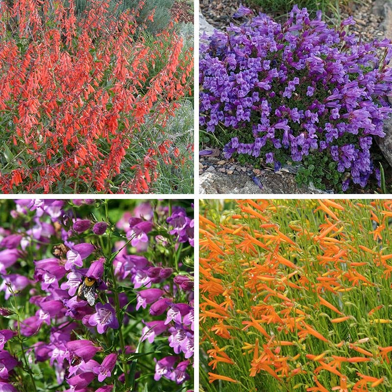 Western Native Penstemon Collection