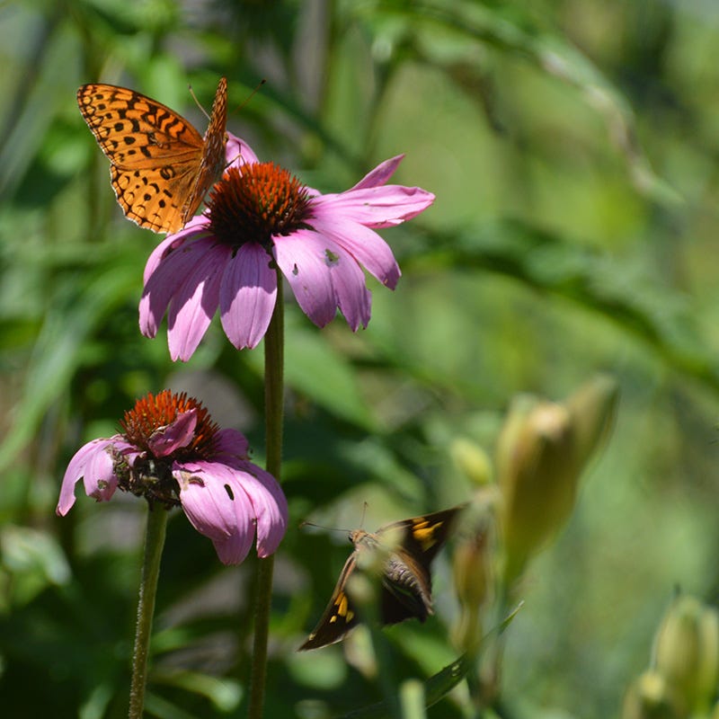 wildflower seeds perennial Western Perennial Wildflower Seed Mix