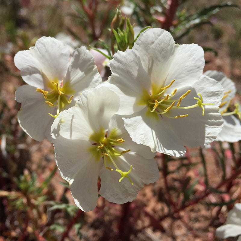 perennial wildflower seeds zone 4 Western Perennial Wildflower Seed Mix