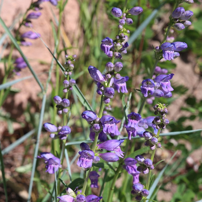 flower seeds perennial flowers Western Perennial Wildflower Seed Mix