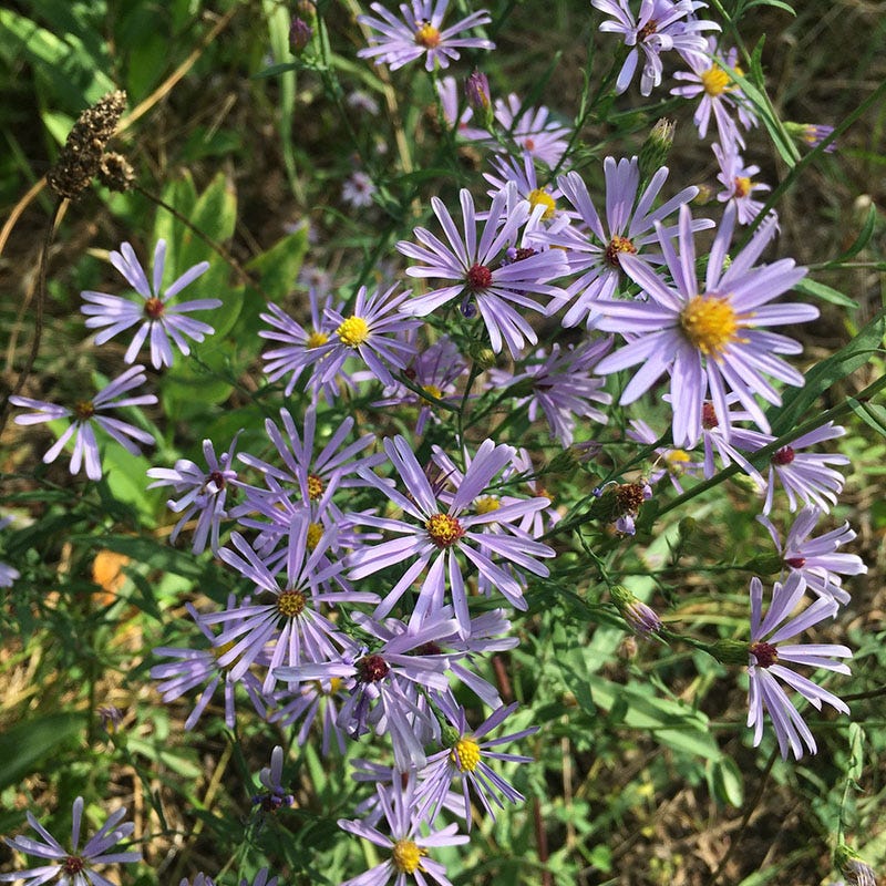 wildflower seeds for wooded area Western Perennial Wildflower Seed Mix