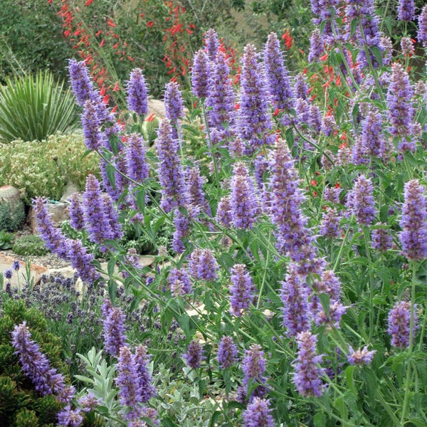 Blue Blazes Agastache