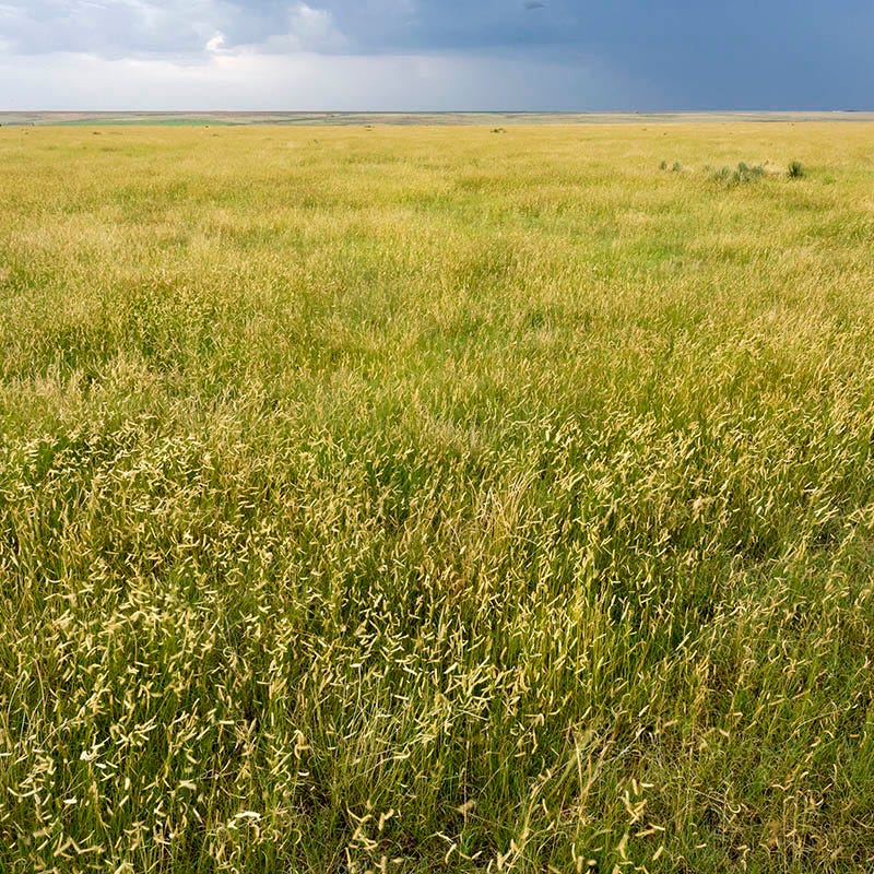 grass seed plant Western Trails Grass Seed Mix