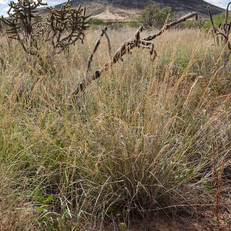 Western Trails Native Grass Seed Mix