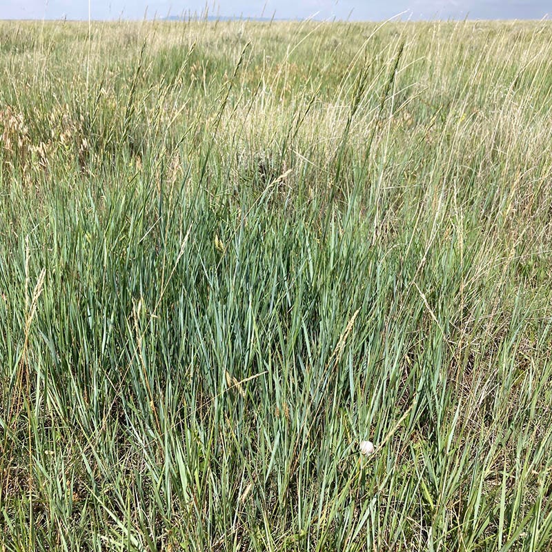 planting native grass seed Western Trails Grass Seed Mix