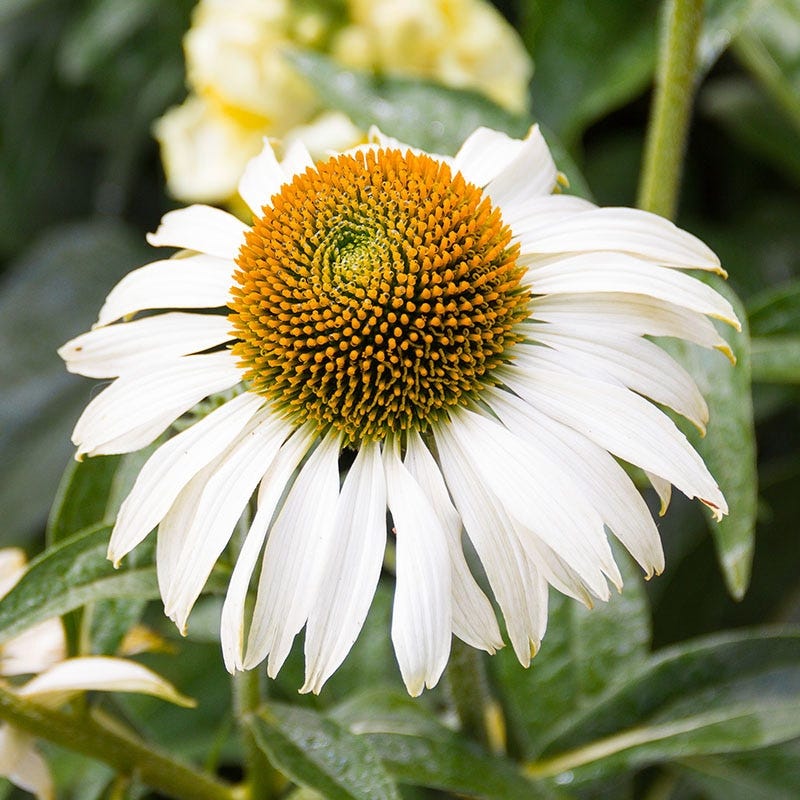 Echinacea purpurea Happy Star, Happy Star Coneflower | High Country Gardens
