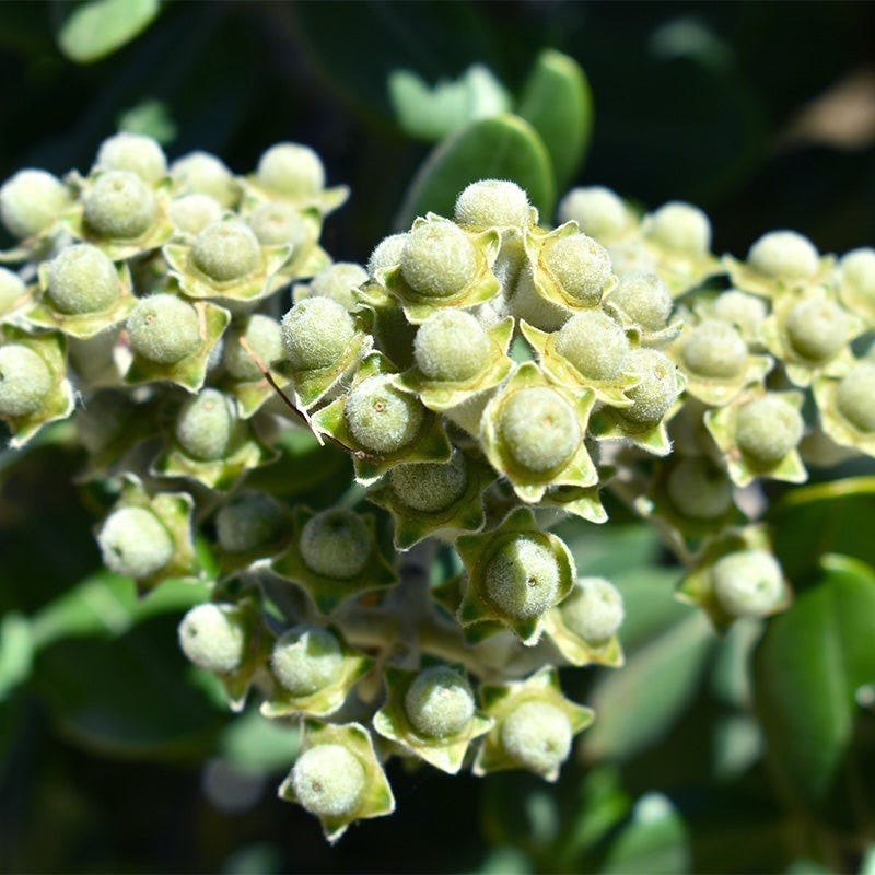 Ice Ballet Swamp Milkweed