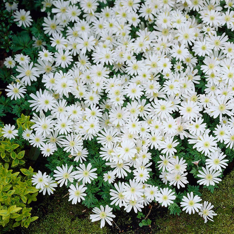 Anemone blanda 'White Splendour' - Thumbnail 2