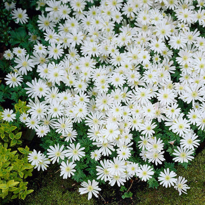 White Splendour Anemone