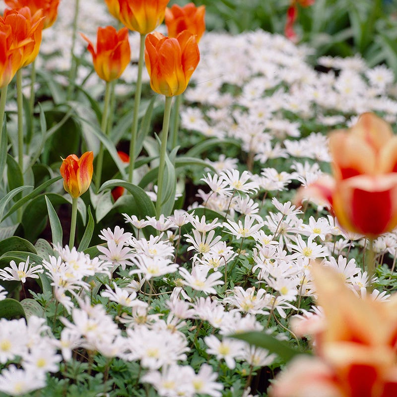 Anemone blanda 'White Splendour' - Thumbnail 3