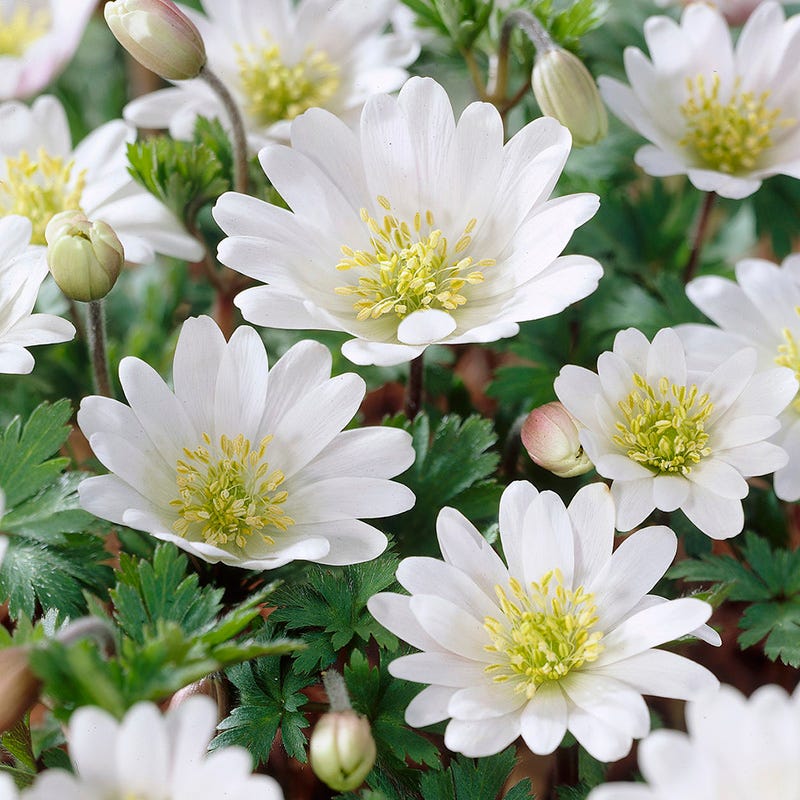 White Splendour Anemone
