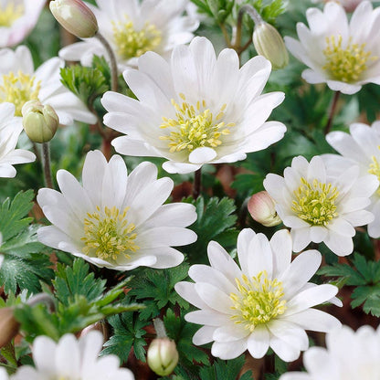 White Splendour Anemone