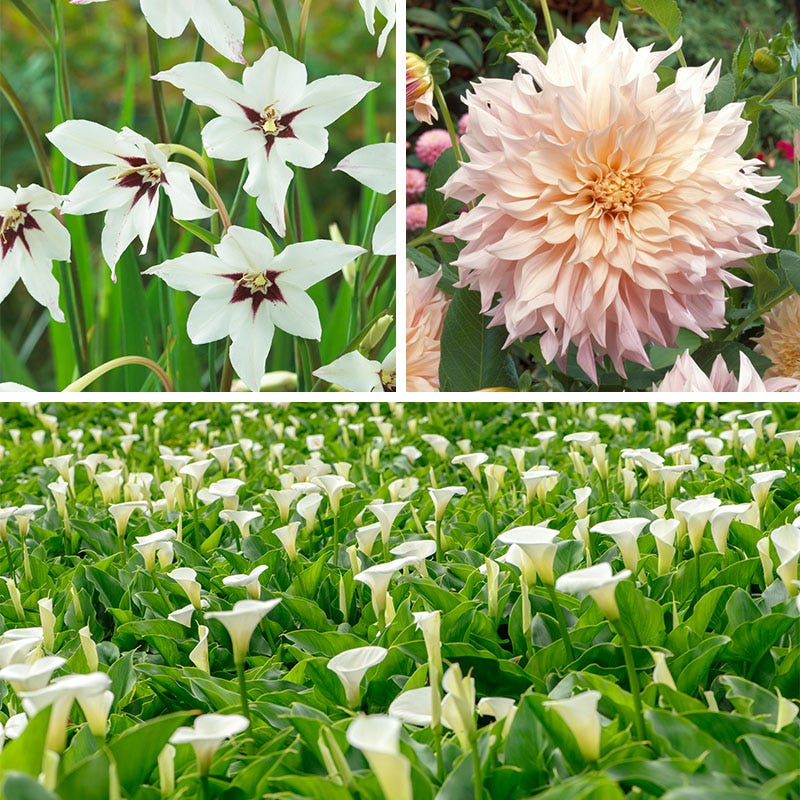 White Wedding Flower Bulb Collection