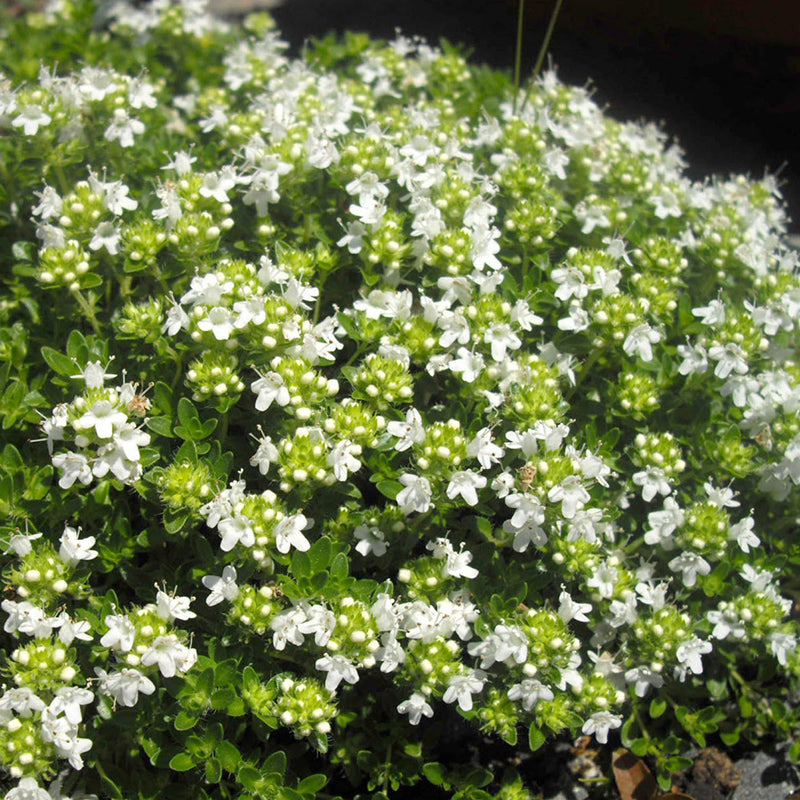 White Mother of Thyme, Thymus serpyllum 'Albus' - Photo by J. Ghislain, I. Kenpei, https://creativecommons.org/licenses/by-sa/4.0/
