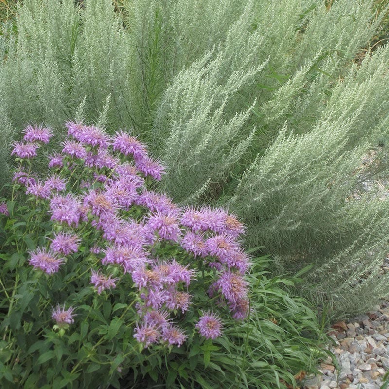lavender bergamot plant Wild Bergamot, Wichita Mountains Form| Lavender-Pink Mid-Summer Blooms