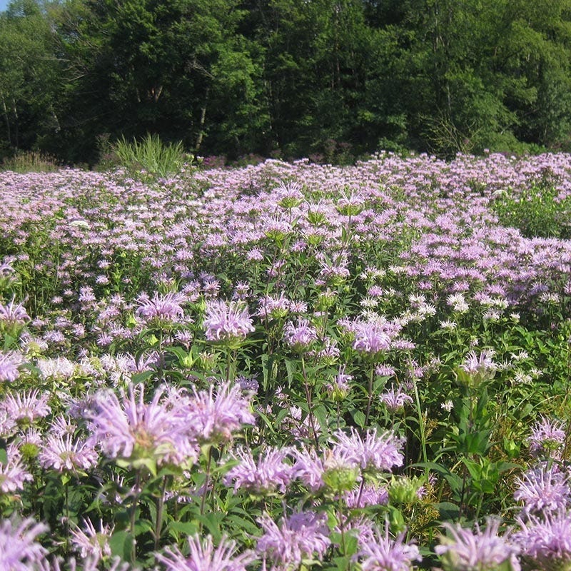 lavender bergamot plant Wild Bergamot, Wichita Mountains Form| Lavender-Pink Mid-Summer Blooms