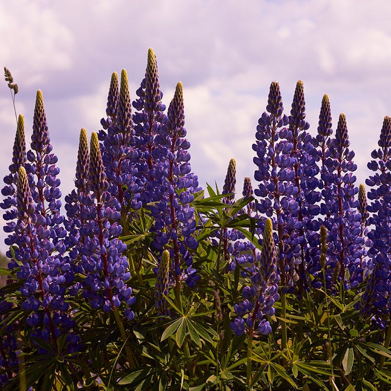 Wild Perennial Lupine