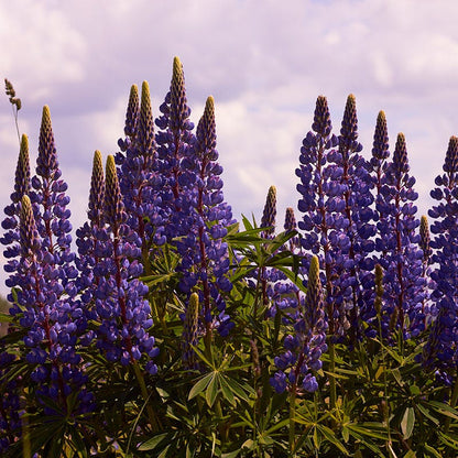 Wild Perennial Lupine