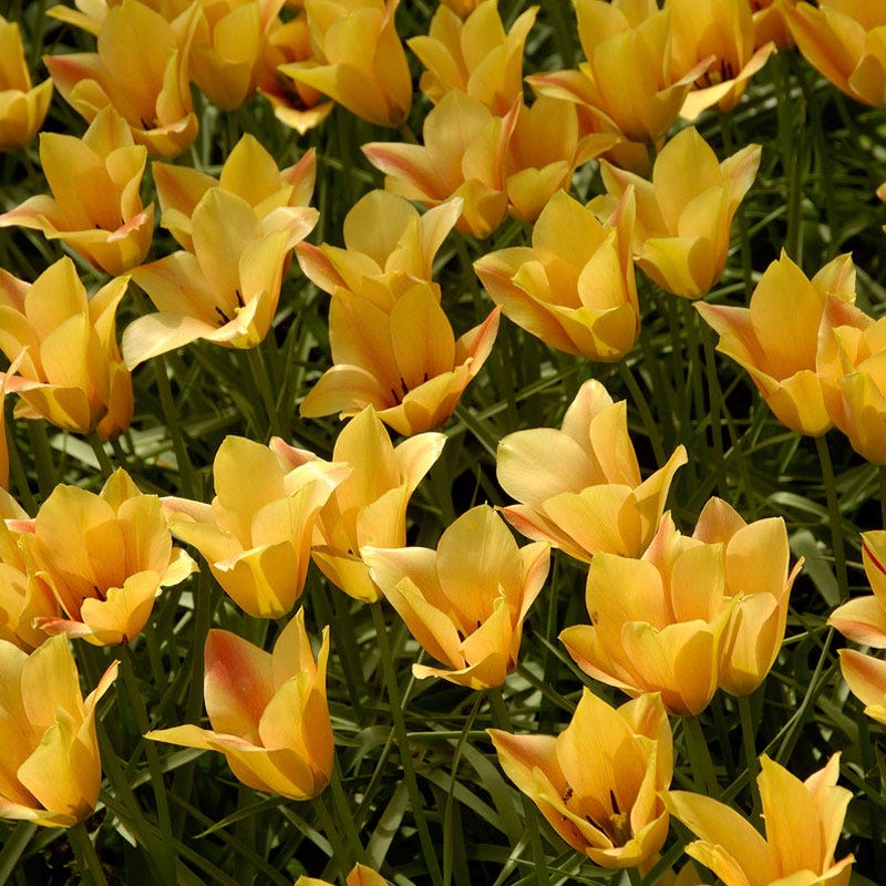 Bronze Charm Wildflower Tulip - Thumbnail 3