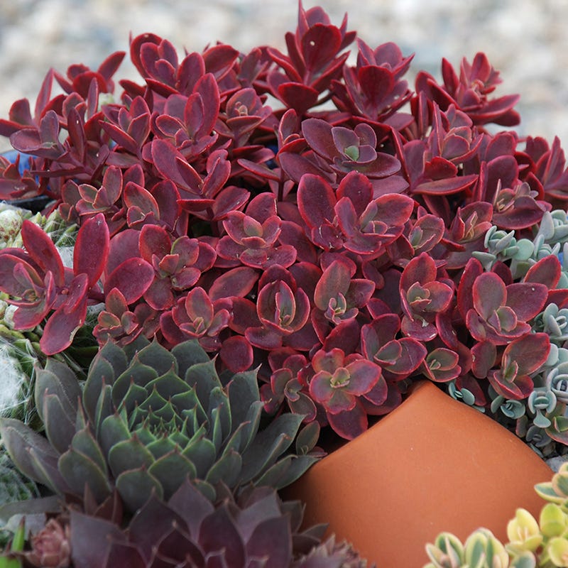sunsparkler succulent SunSparkler® Sedum Collection