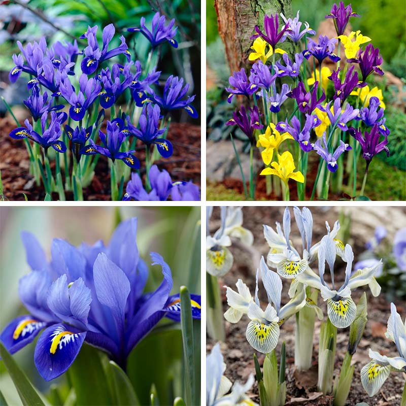 Wildflower Iris Bulb Collection