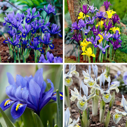 Wildflower Iris Bulb Collection
