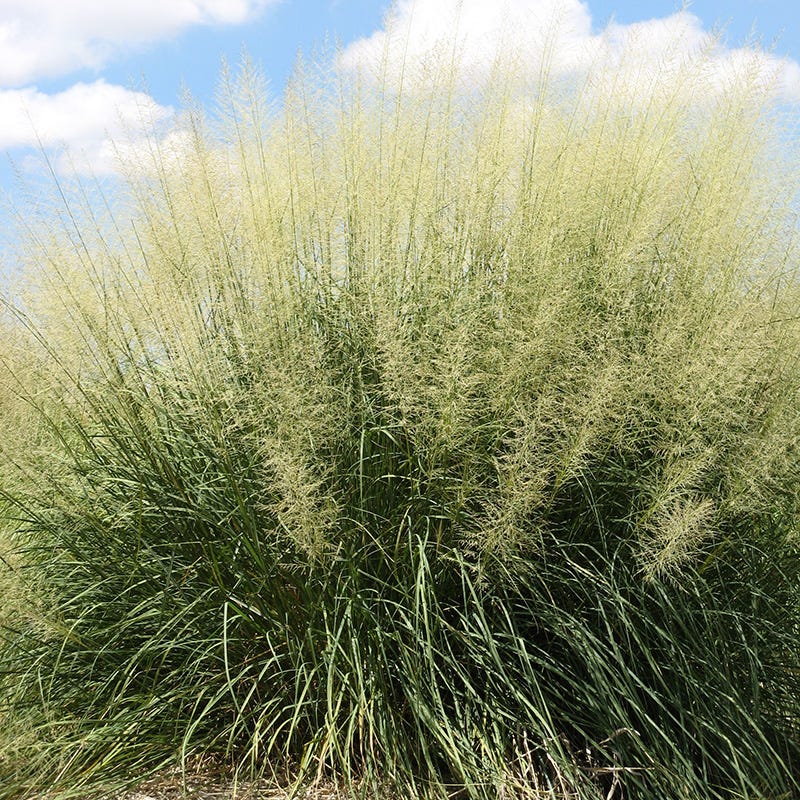 Windbreaker Giant Sacaton Grass