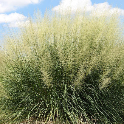 Windbreaker Giant Sacaton Grass