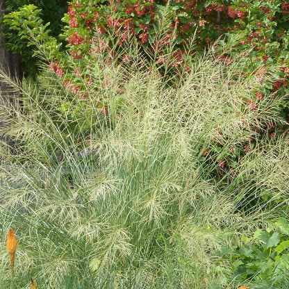 Windbreaker Giant Sacaton Grass