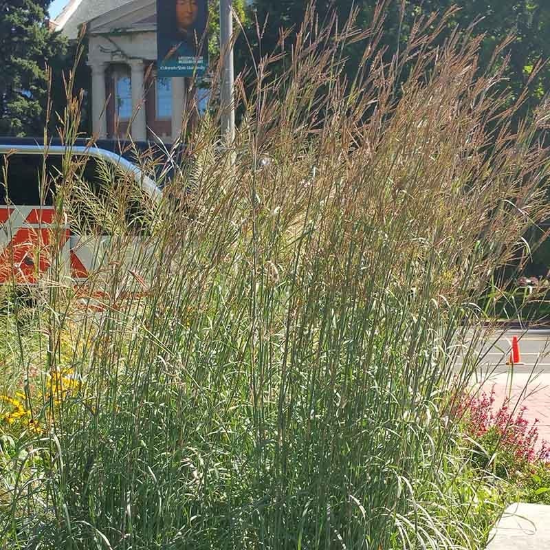 Windwalker® Big Bluestem Grass