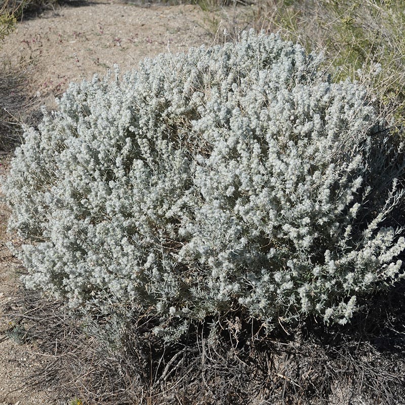 Krascheninnikovia lanata | Winterfat Shrub For Dry Western Gardens