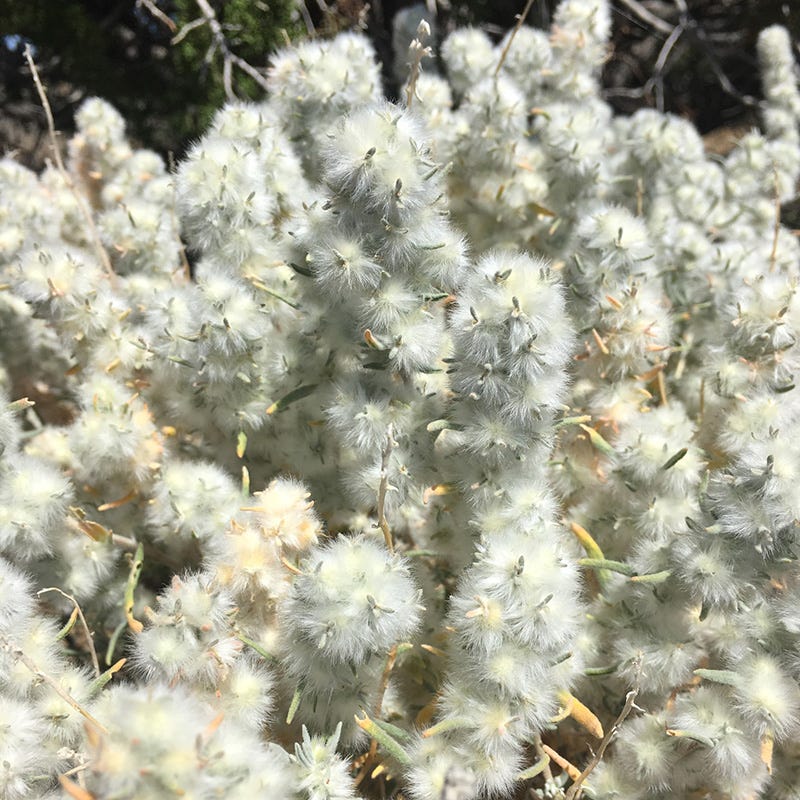 Winterfat - Thumbnail 2