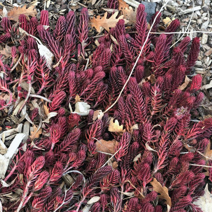 WINTER FIRE® Rice Creek Sedum, Photo courtesy of Plant Select®