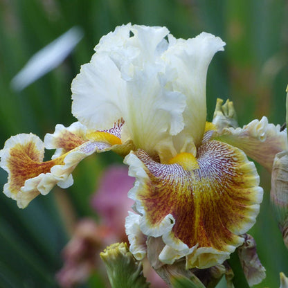 Wonders Never Cease Bearded Iris