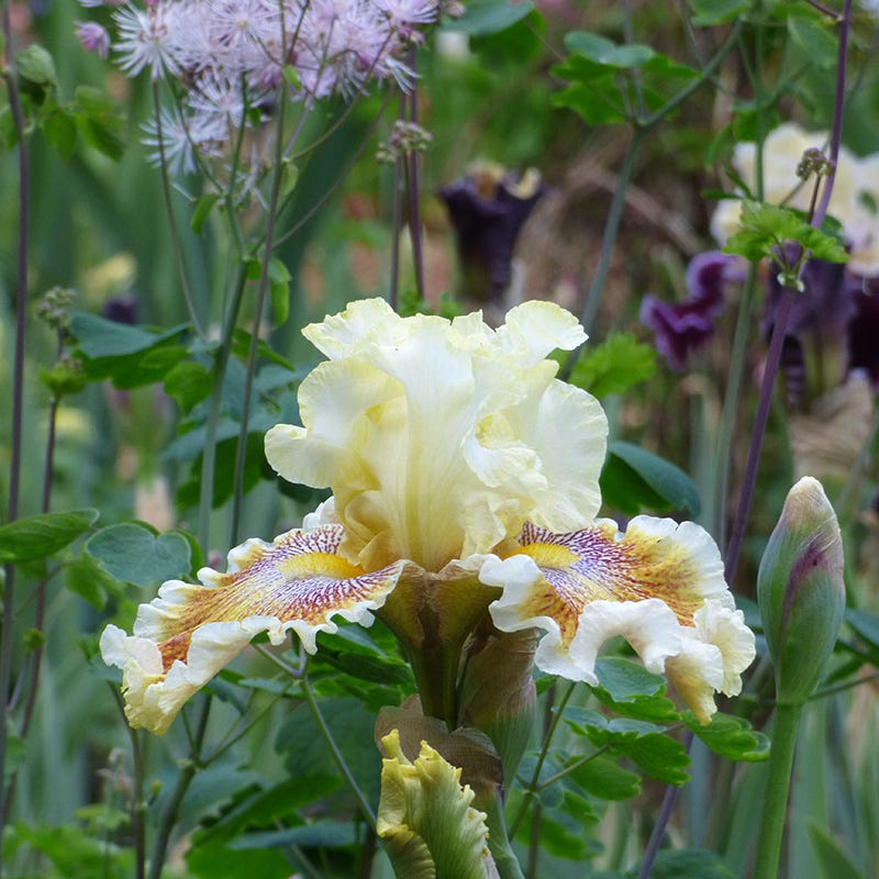 Wonders Never Cease Bearded Iris