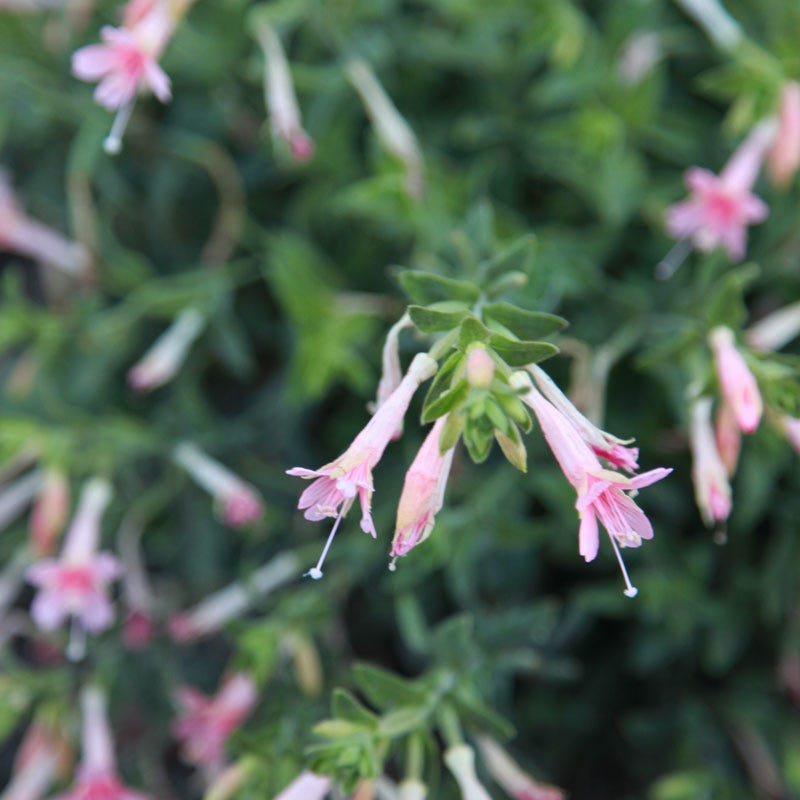 Woody's Peach Surprise Hummingbird Trumpet (Zauschneria) - Thumbnail 3
