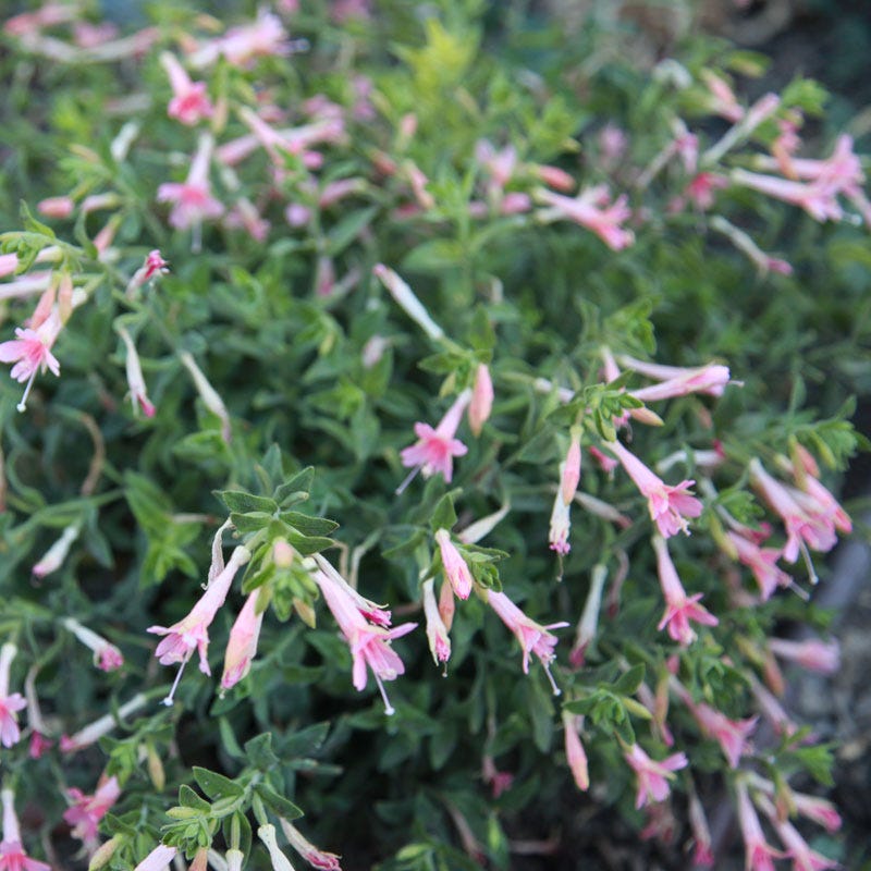 Woody's Peach Surprise Hummingbird Trumpet (Zauschneria)
