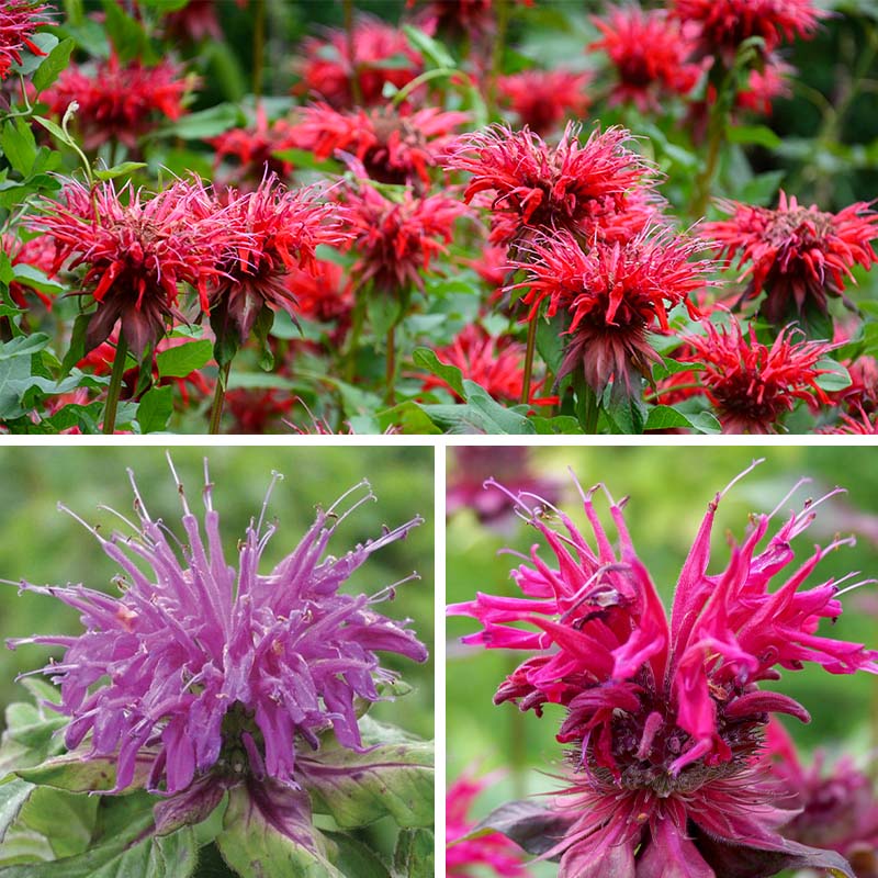 Worry-Free Bee Balm Collection